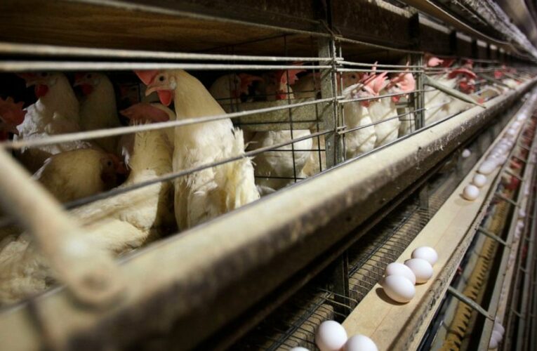 With chicken prices soaring, Sanderson Farms sold for $4.5B