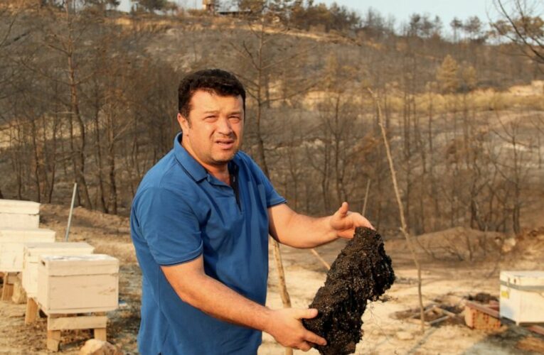 Devastated by wildfires, Turkey’s beekeepers see grim future