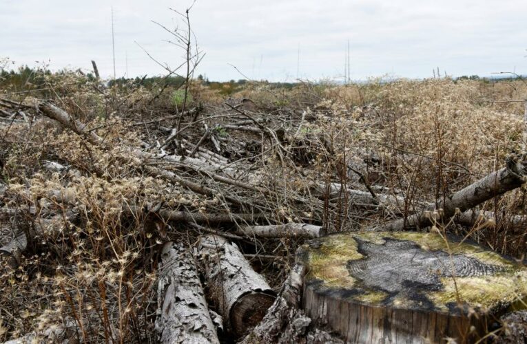 Sleeping Beauty’s forest is dying