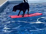 Land Labrador! Abby the dog steers a bodyboard across pool to fetch her ball and avoid a soaking