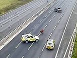 Cow holds up M25 traffic for 90 minutes