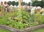 War of the weeds! Row over wild gardens at RHS flower shows
