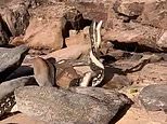 Giant carpet pythons fight on a cliff face in Point Cartwright at Sunshine Coast, Queensland