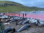 The Faroe Islands’ biggest ever dolphin massacre as fishermen kill 1,428 animals in traditional hunt