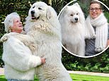 Meet the pet owners who send their dogs’ clippings to be spun and woven into canine couture&nbsp;