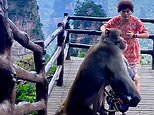 VIDEO: Monkey steals woman’s bag in Chinese national park
