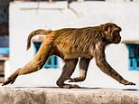 Monkeys kill again in India: Marauding primates chase a politician’s wife off roof top to her death&nbsp;