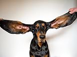 Hound Lou’s record-breaking ears are among entries in latest Guinness World Records book