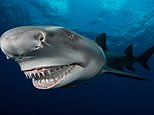 The stunning winners of the 2021 Ocean Photography Awards