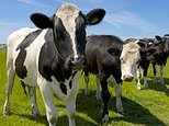 Case of mad cow disease is identified on a Somerset farm