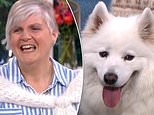This Morning viewers left unimpressed with a dog lover who uses her Samoyed’s hair to knit SWEATERS&nbsp;