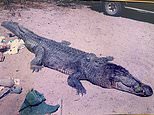 Australia crocodile attack: 4.2m beast dragged man out of his tent before grandmother saved him