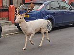 Fury as police sniper kills rare white stag roaming town streets of Bootle, Merseyside