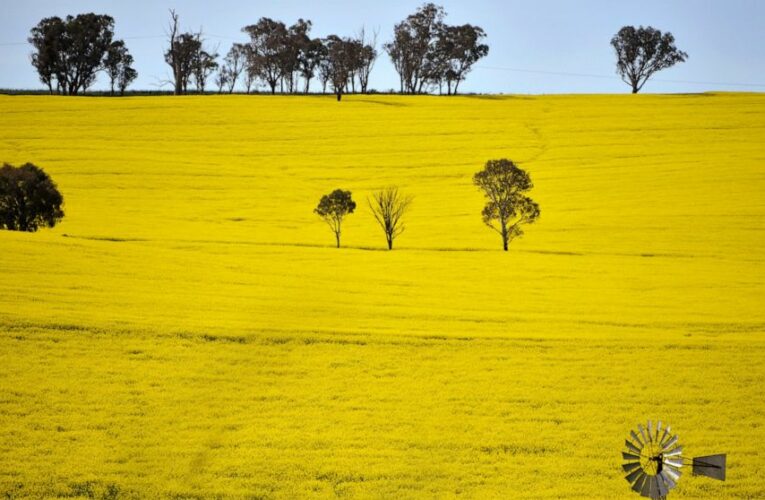 Australia predicts record farm production despite challenges