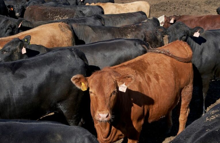 Cattle producers have a beef with 35-year marketing campaign