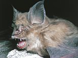 Covid did NOT originate in bat cave where six Chinese miners were struck down with mystery flu