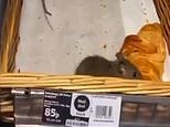 Shocking moment two huge RATS crawl over fresh croissants in Sainsbury’s