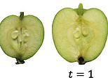 Apples: Mathematical analysis reveals how the apple gets its shape