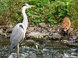 Now THAT’S a brush with death! Heron has lucky escape after three foxes eye it up for dinner&nbsp;