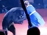 Terrifying moment ‘jealous’ brown bear mauls pregnant circus trainer in front of screaming children