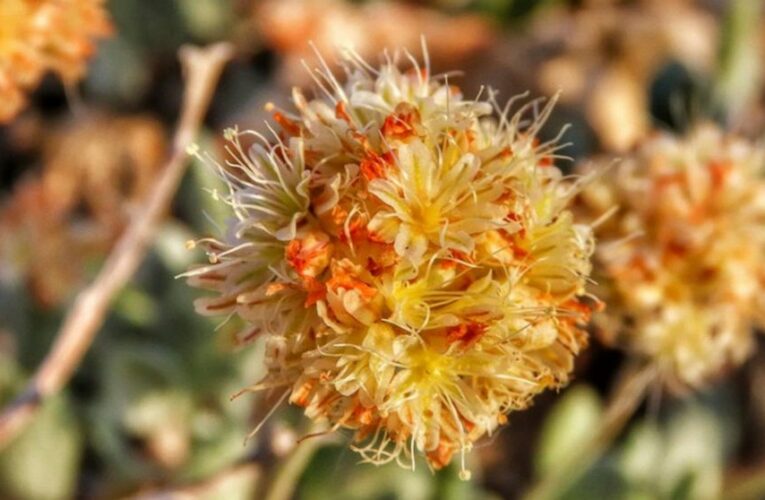 Endangered status proposed for Nevada flower at lithium mine