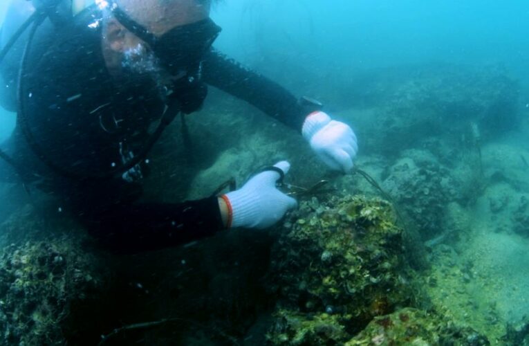 This ‘silent killer’ is haunting our oceans