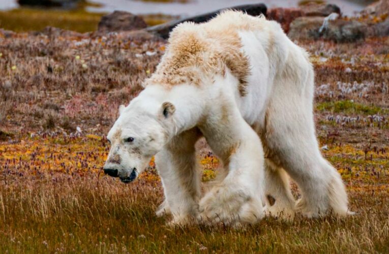 How one image changed the dialogue around the climate crisis
