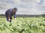 Vegetables are being left to rot in fields due to ‘chronic’ crop picker and driver shortage
