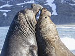 Two male elephant seals barge and bite each other in heavyweight battle to claim beach [Video]