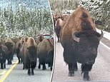 Herd of 150 BISON surround SUV in Yellowstone National Park in ‘once-of-a-lifetime’ experience