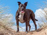 Dog is scared to DEATH by fireworks: Labrador – staffie cross, dies after Bonfire night celebrations