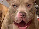 Pictured: Seven-stone American pitbull-type dog that mauled boy, 10, to death