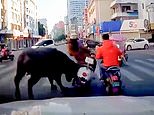 Buffalo rams woman off her scooter before injuring seven in rampage through Chinese city [Video]