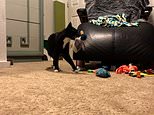 Klepto-kitty ‘steals’ toys and fridge magnets after his owner trains him to fetch items [Video]