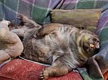 Noah the wombat caught dozing on a couch at Wombat Awareness Organisation refuge in South Australia