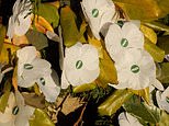 Outrage over white poppies on Remembrance Sunday wreaths