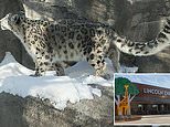 Three snow leopards at Nebraska zoo die after being infected with COVID