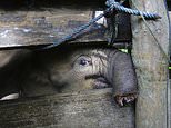 Baby elephant is forced to have her trunk amputated after being snared by cruel poachers
