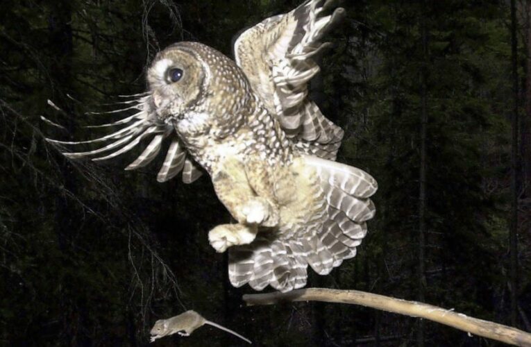 Owl habitat cuts by Trump appointees used ‘faulty’ science