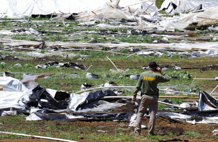 Migrant Oregon weed workers face threats amid illegal boom