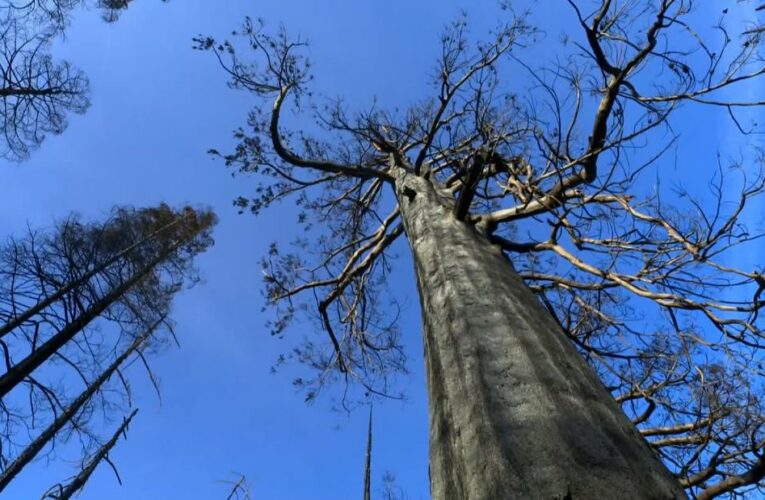 Giant Sequoias are nearly impossible to kill. Climate change is changing that