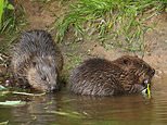 BEAVERS could roam free in Hyde Park under London Mayor Sadiq Khan’s rewilding plans&nbsp;