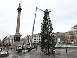 Oslo council might send London a NEW Christmas tree after ‘ugly’ specimen in Trafalgar Square&nbsp;