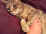 ‘Croydon Cat Killer’ fears after brutal Sanderstead incident
