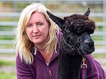Bittersweet vindication: Two of Geronimo the alpaca’s daughters and a grandson live on&nbsp;