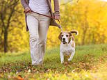 Walking a dog ‘is better at combating stress than strolling alone’