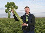 Leeds man, 26, eats Brussel sprouts for a living, tasting up to 50 a day as a supermarket tester
