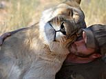 Feline good! Man gets a tender morning cuddle from the fully-grown lion he rescued as a sickly cub 