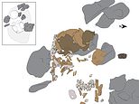 Archaeology: Highly decorated 10,000-year-old burial of an infant GIRL dubbed ‘Neve’ found in Italy