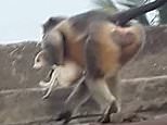 Enraged monkeys kill 250 DOGS by throwing them from heights in India
